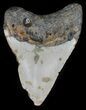 Megalodon Tooth - North Carolina #59151-1